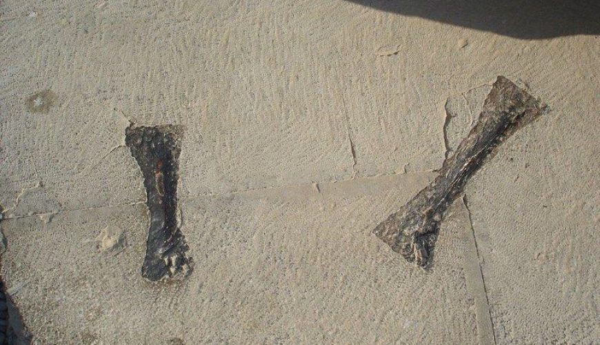 Dovetail Clamps - Persepolis