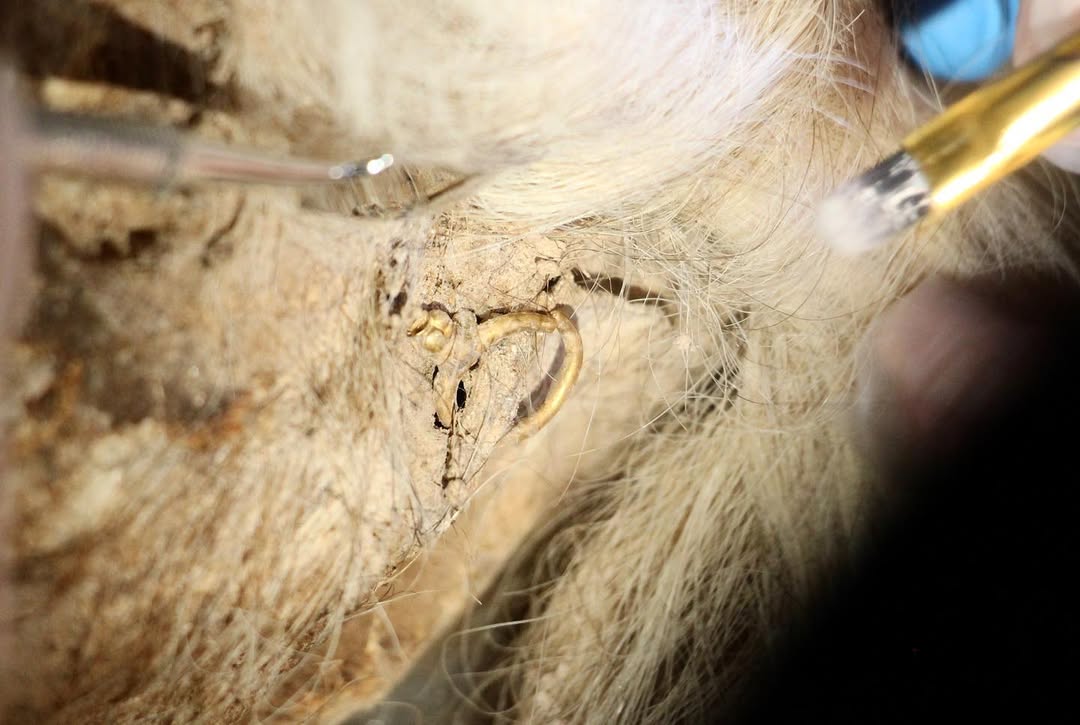 One of the Saltmen with a gold earring.